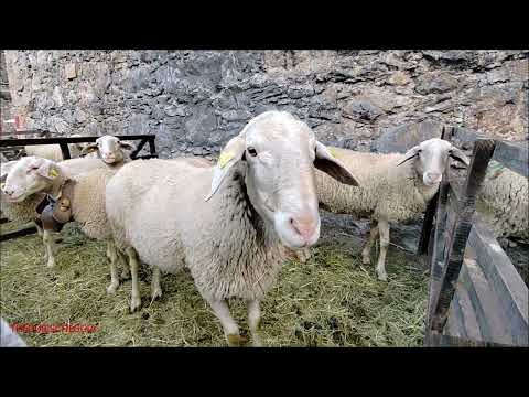 166^FIERA DEI SANTI E 36^MOSTRA OVINA DELLA RAZZA SAMBUCANA A VINADIO (CN) DOM. 30 - 10 - 2022.