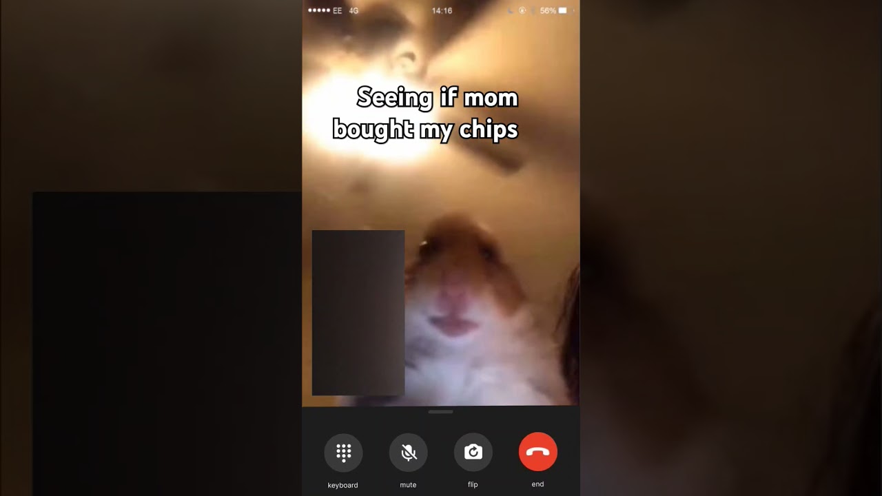 the goofy ahh voice #hamsters #hamstercalling