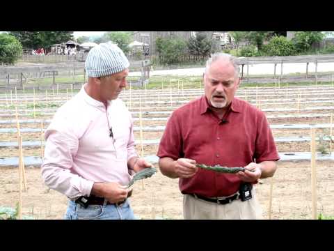 download lagu mp3 mp4 Nero Di Toscana Kale, download lagu Nero Di Toscana Kale gratis, unduh video klip Nero Di Toscana Kale