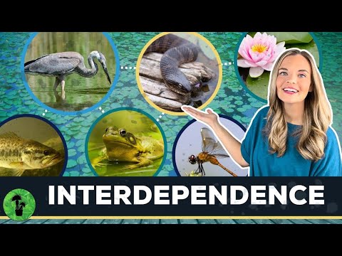 Interactions in an Ecosystem | Interdependence