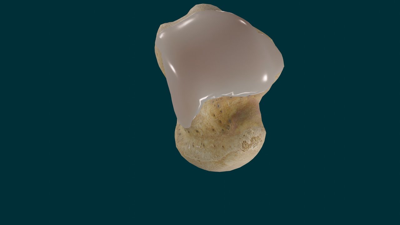 Huesos de pie. Astrágalo