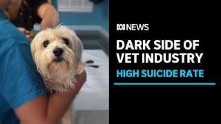 Veterinary industry grapples with high suicide rate amid staff shortages | ABC News