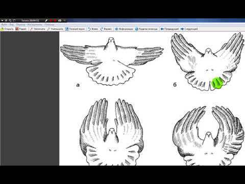 Николаевские голуби их стили полета часть 2