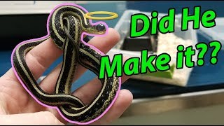 Nick the Garter Snake Gets Eye Surgery by Snake Discovery