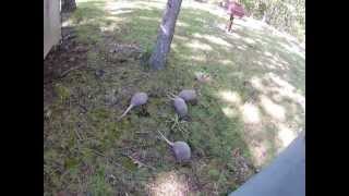 preview picture of video 'Armadillos in the back yard. Cross Timbers, Missouri'