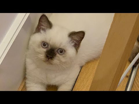 British shorthair Colourpoint  kitten talking 😮😽😍
