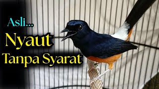 Download lagu SUARA PANCINGAN MURAI BATU GACOR AMPUH JADIKAN MURAI BATU AGAR NYAUT BUNYI mp3 Download lagu SUARA PANCINGAN MURAI BATU GACOR AMPUH JADIKAN MURAI BATU AGAR NYAUT BUNYI mp3