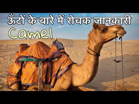 ऊँटों के बारे में 22 रोचक तथ्य || Interesting facts about Camels in Hindi