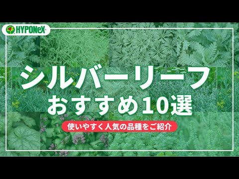 園芸 家が大好きなシルバーフィッシュ