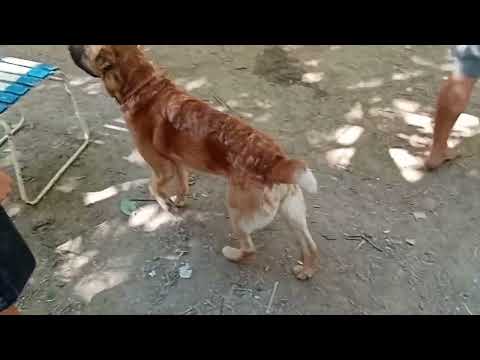 Apsara festival 2023 at Csobánkapuszta, Bercel, Hungary