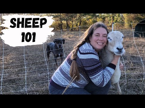 Beginner's Guide to Raising Sheep | How to Raise Your Own Lamb