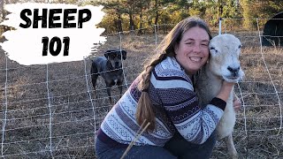 Beginner&#39;s Guide to Raising Sheep | How to Raise Your Own Lamb