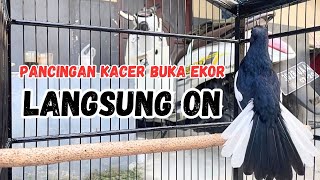 Download lagu PANCINGAN KACER GACOR AGAR EMOSI DAN BUKA EKOR COCOK UNTUK SEMUA JENIS KACER LANGSUNG ON  mp3