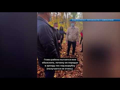 В Курской области возбудили уголовное дело по факту вырубки леса