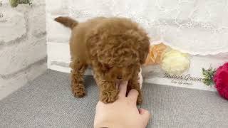 トイプードルの動画02