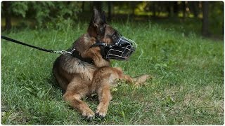 German Shepherd on the walk with his Training and Walking Wire Basket Dog Muzzle on