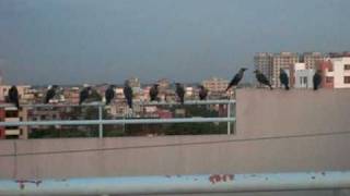 preview picture of video 'crows in bangladesh'