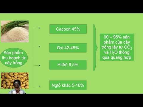 chức năng của diệp lục 8