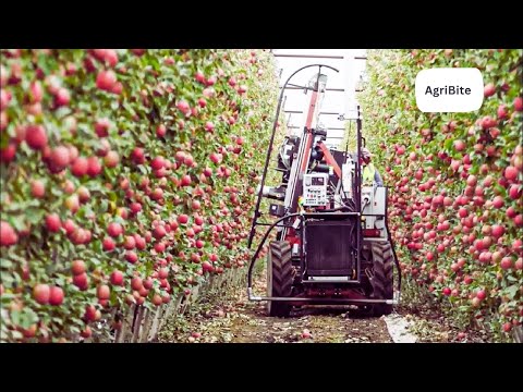 How to produce millions of Apple Tree   Apple Seedlings Production   Harvesting and processing Apple