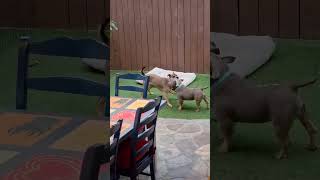 Video preview image #1 American Staffordshire Terrier-French Bulldog Mix Puppy For Sale in Mission Viejo, CA, USA