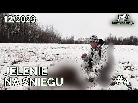 SUDECKA OSTOJA 12/2023. Polujemy na jelenie #4. Deer hunting chasse au cerf polowanie na jelenie