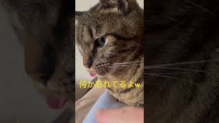 また忘れてるよー！ #cat #memes #ねこ動画