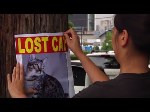 Finding a lost pet