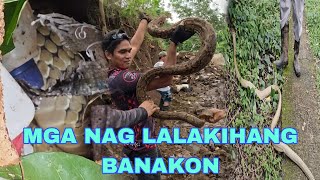 NAPAKA LAKING  DALAWANG BANAKON AT GA BRASONG SAWA