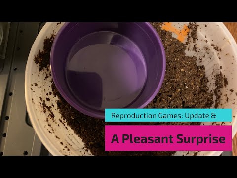Reproduction Games: Red Wigglers vs. ENC vs. ANC #wormbin #experiment