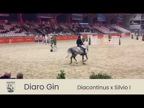 DIARO GIN (Diacontinus x Silvio I) Premium approved stallion