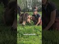 Stallion PRE Pure Spanish Bred For sale 2025 Buckskin
