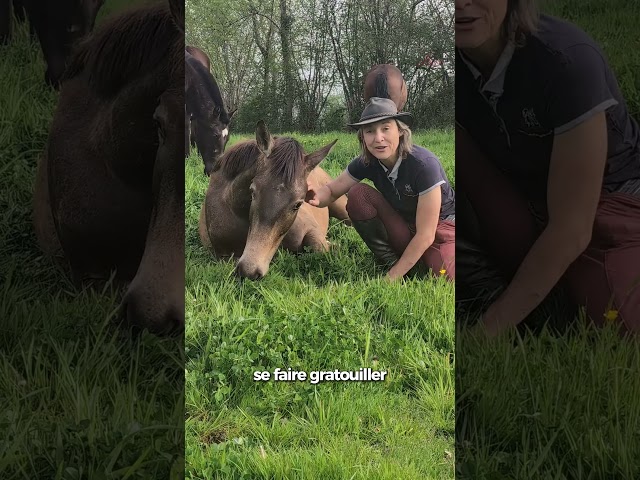 Stallion PRE Pure Spanish Bred For sale 2025 Buckskin