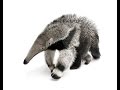 Giant Anteater Born at Zoo - SANTA BARBARA ZOO ...