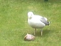 Herring Gull Feeding
