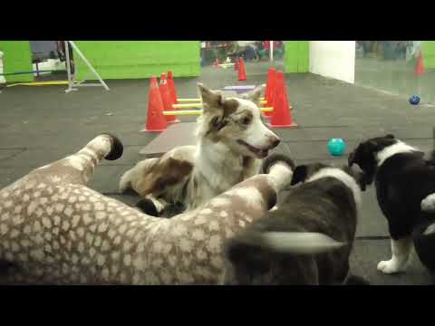 E1- litter of Silent Storm * Day 1 till good bye