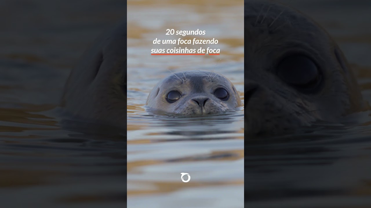 #Feriadou com a foca-comum