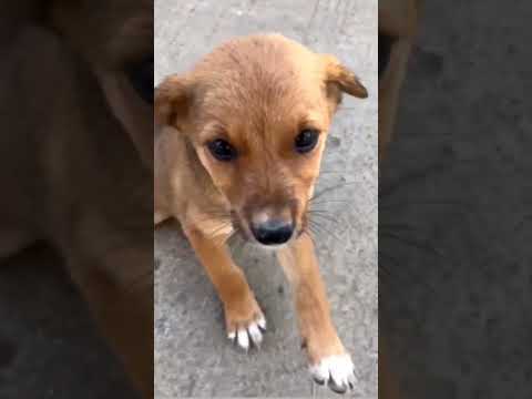 Street dog 🐕#shorts