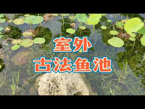 室外魚池