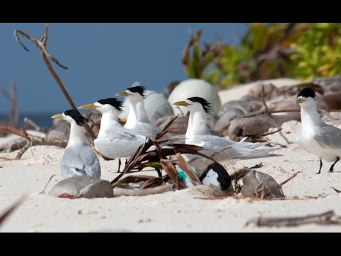 British Indian Ocean Territory – seabirds Video