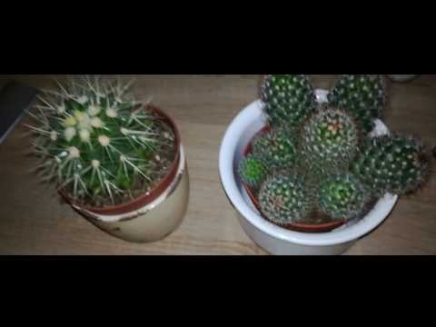 Horror Hohn vs Sniipe ★ 24stel ★ [NHR Battle 2018]