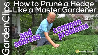 How To Prune a Boxwood Hedge like a Master Gardener - Trim your boxwood plant like a pro