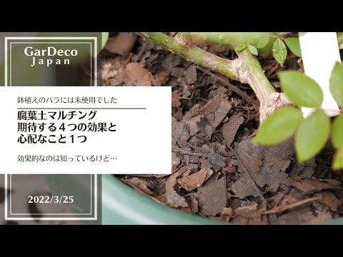 トマトのマルチング：どれが一番いいの？マルチングはいつ、どのように行うのですか？  庭園