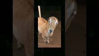 Download lagu Is this deer sick or a skinwalker??? #spooky #skinwalker mp3