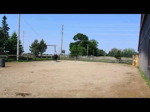 Carona, mare for sale