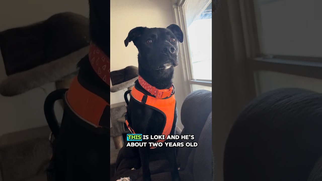 Loki, a Adoptable mixed breed in Webster, TX video 6/6