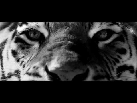 Gonix / Dore - PUSSYCAT mashup video