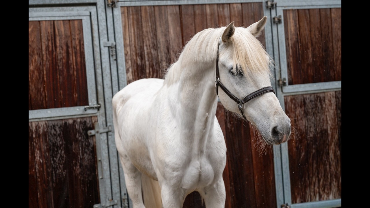 Sam vd Groenheuvel (ICE AND FIRE D'ABRAN x TOP BALINO) video 1
