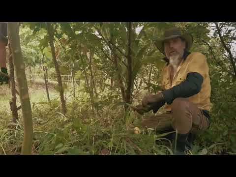 Permaculture's Power: Regenerating Riparian Zones & Life