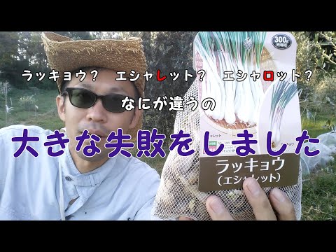 エシャロットを植える：どうやって植えるの？どの品種を選ぶべきですか？  庭園