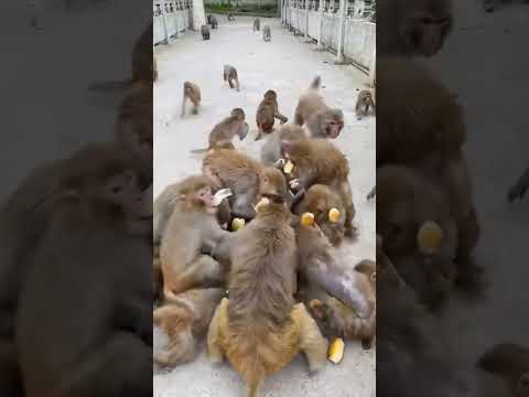 bandar mama#dawat #bandarmama #banadar #monkey